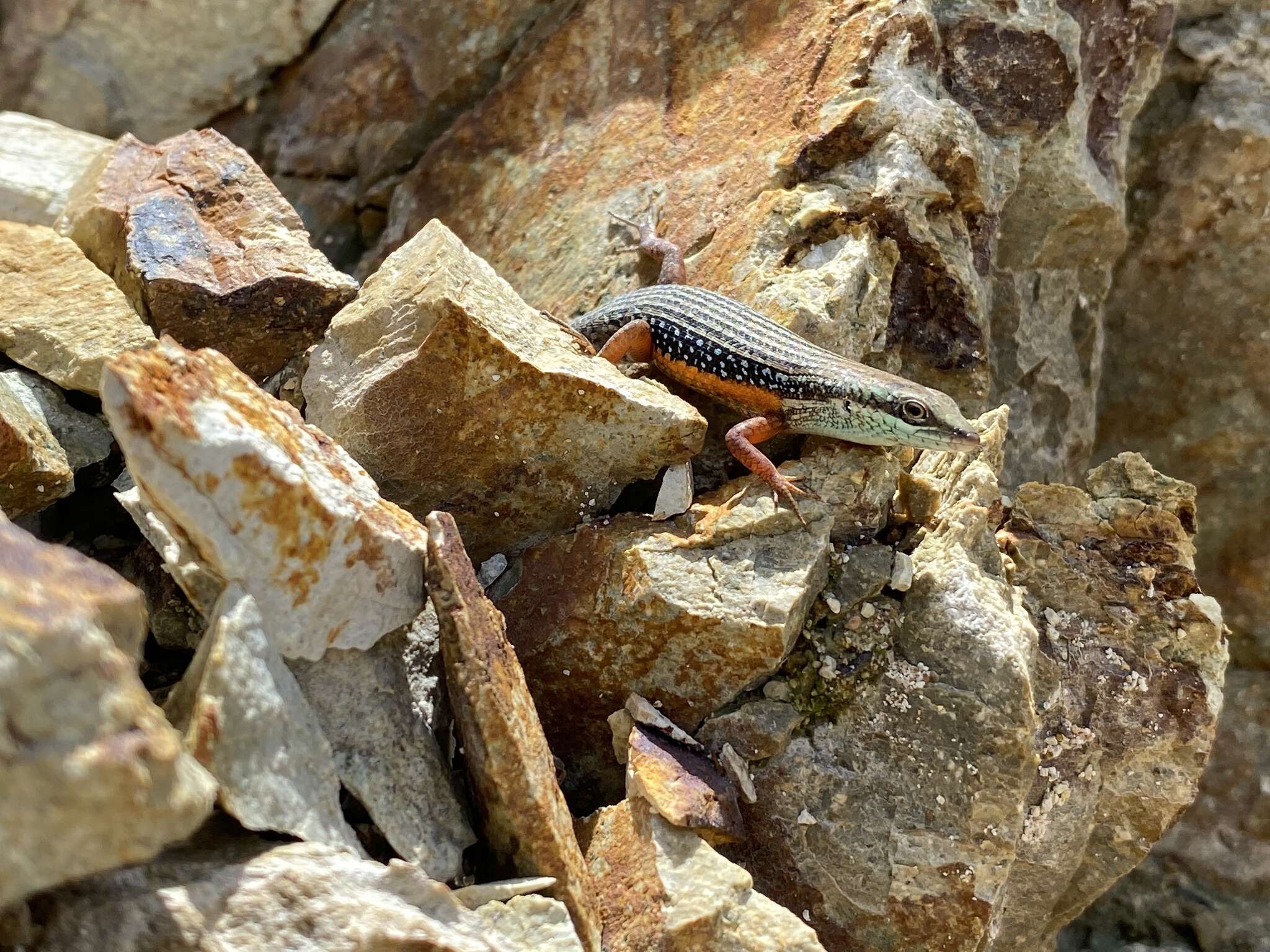 Image of Lined Rainbow-skink