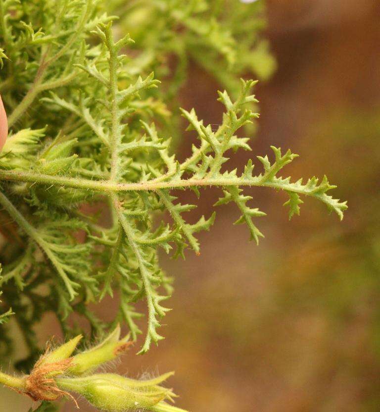 Image of Pelargonium denticulatum Jacq.