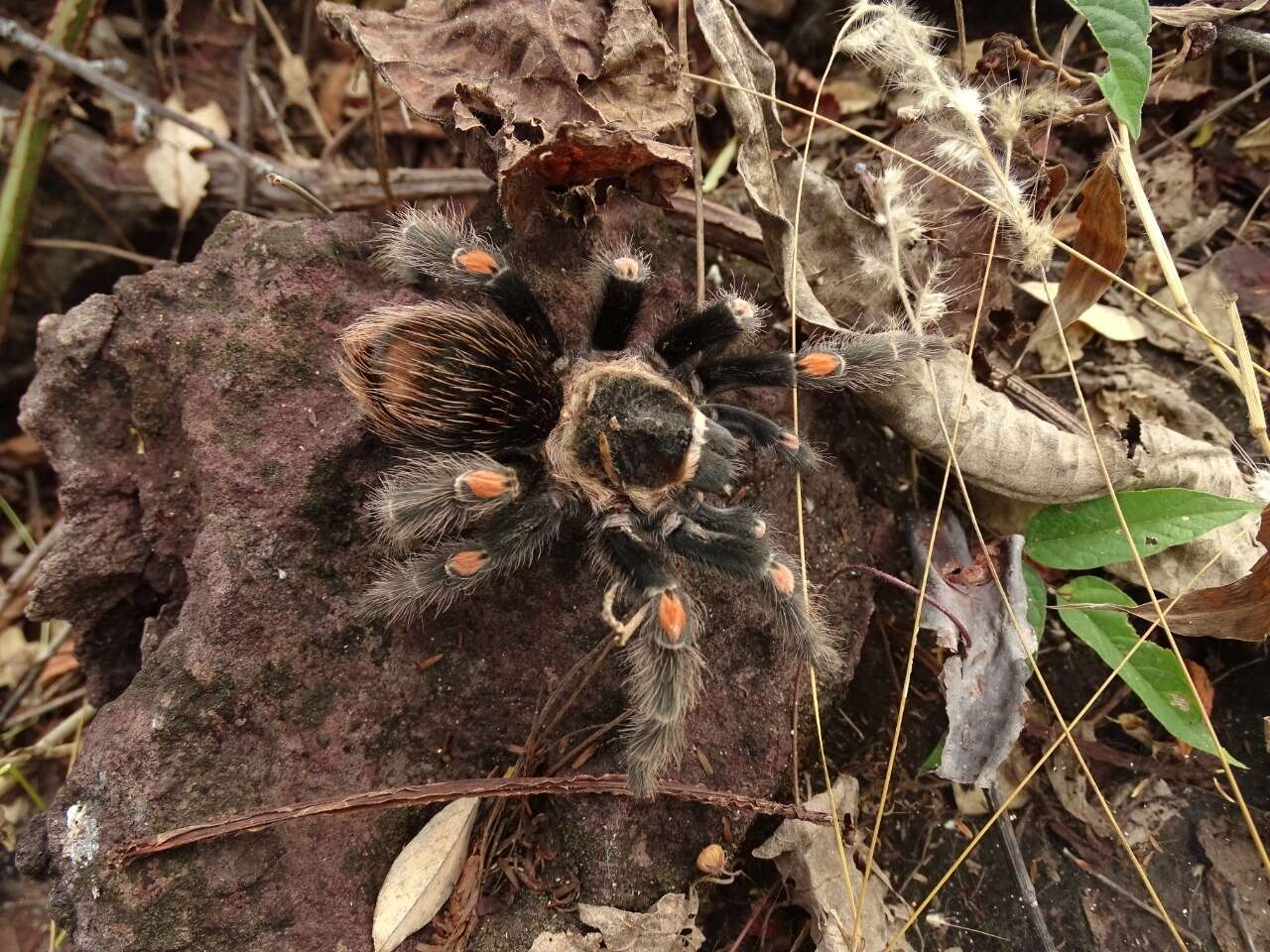 Image of Mexican flameknee tarantula