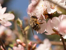 Image of Anthophora melanognatha Cockerell 1911