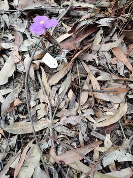 Image of Patersonia sericea var. longifolia (R. Br.) C. Moore & Betche