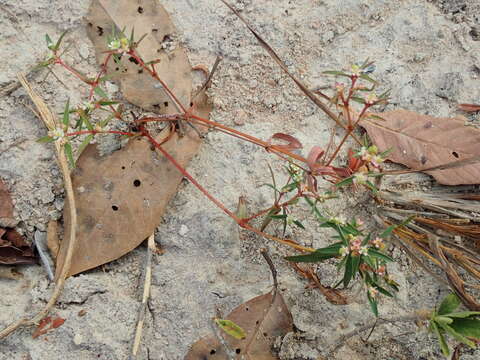 Слика од Euphorbia potentilloides Boiss.