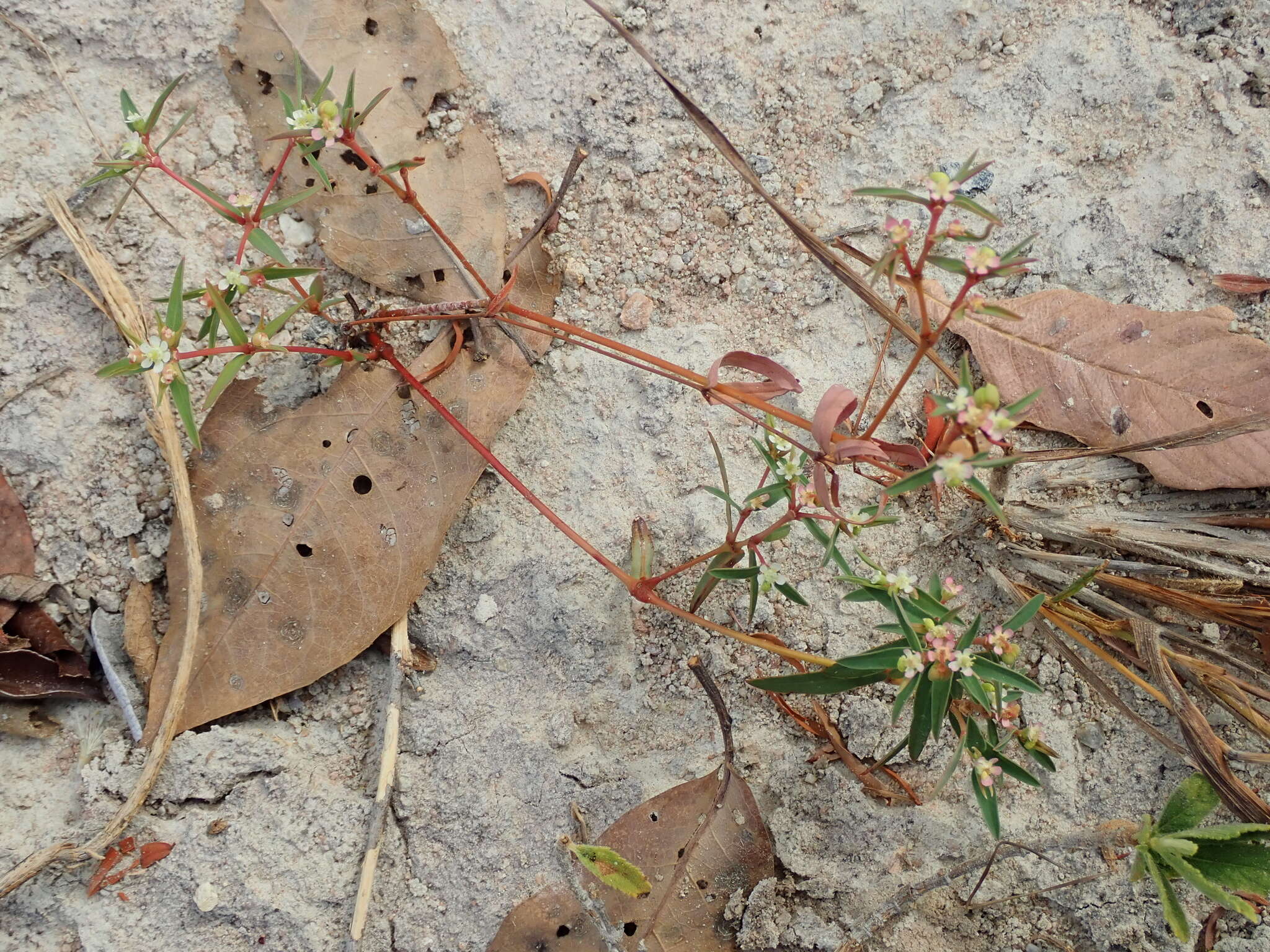 Image of Euphorbia potentilloides Boiss.