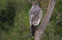 Image of Melierax canorus canorus (Thunberg 1799)