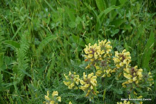 Image of Pedicularis schizocalyx (Lange) Steininger