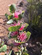 Image of Hakea cucullata R. Br.