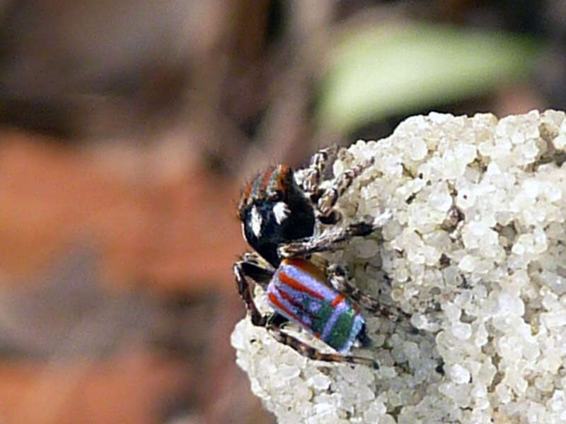 Image of Maratus volans (O. Pickard-Cambridge 1874)