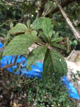 Image of Rhododendron macrosepalum Maxim.