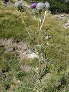 Image of woolly thistle