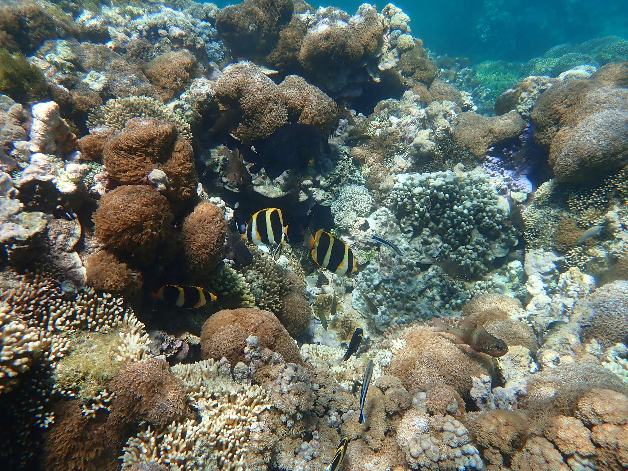 Image of Three-striped Butterflyfish