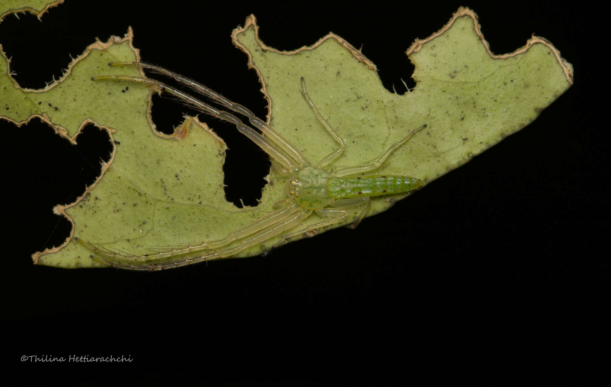 Image of Oxytate subvirens (Strand 1907)