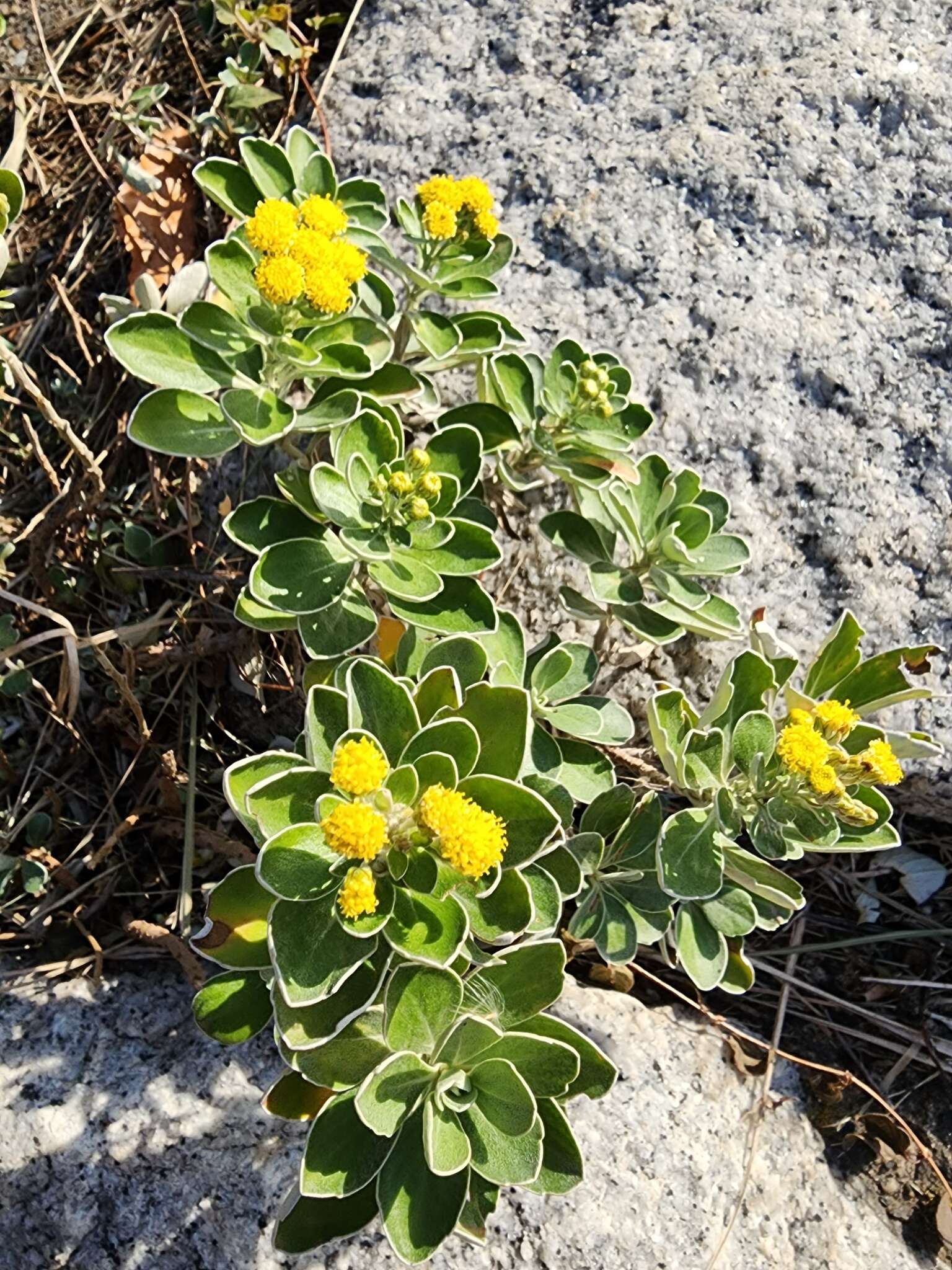 Plancia ëd Ajania pacifica (Nakai) K. Bremer & C. J. Humphries