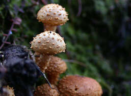 Image of Pholiota squarrosipes Cleland 1933