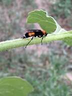 صورة Psorthaspis sanguinea (Smith 1855)