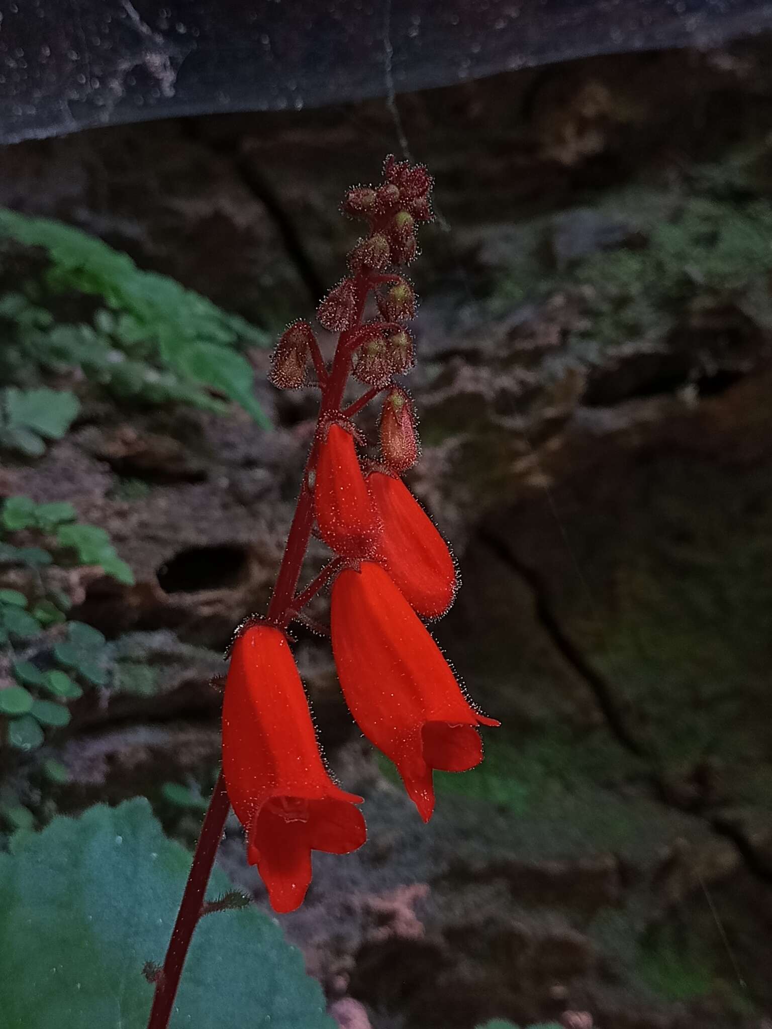 Image of Smithiantha cinnabarina (Linden) Kuntze