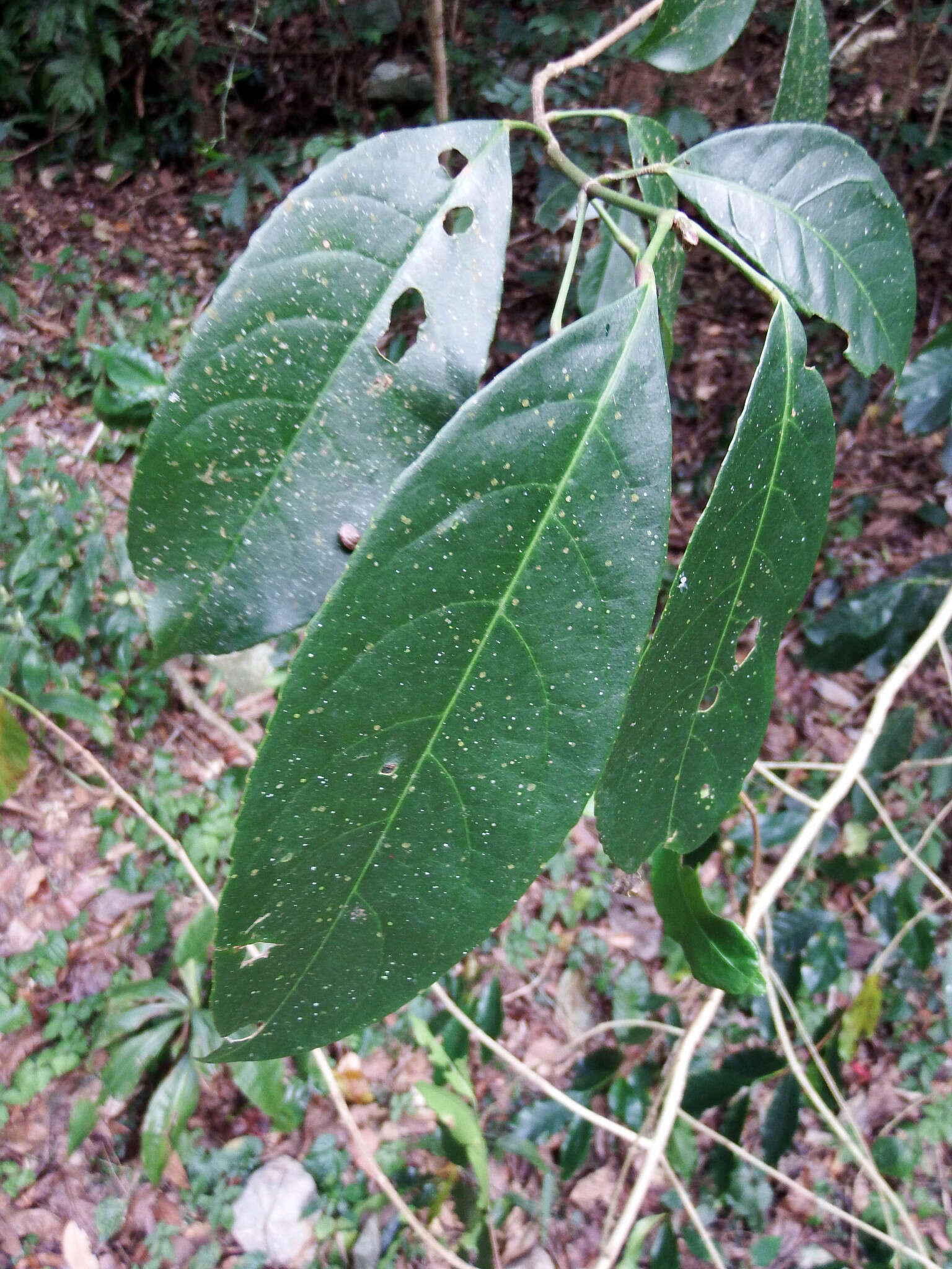 Imagem de Staphylea formosana (Nakai) Byng & Christenh.