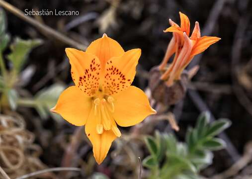 Image of Alstroemeria patagonica Phil.