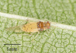 Image of Aphid