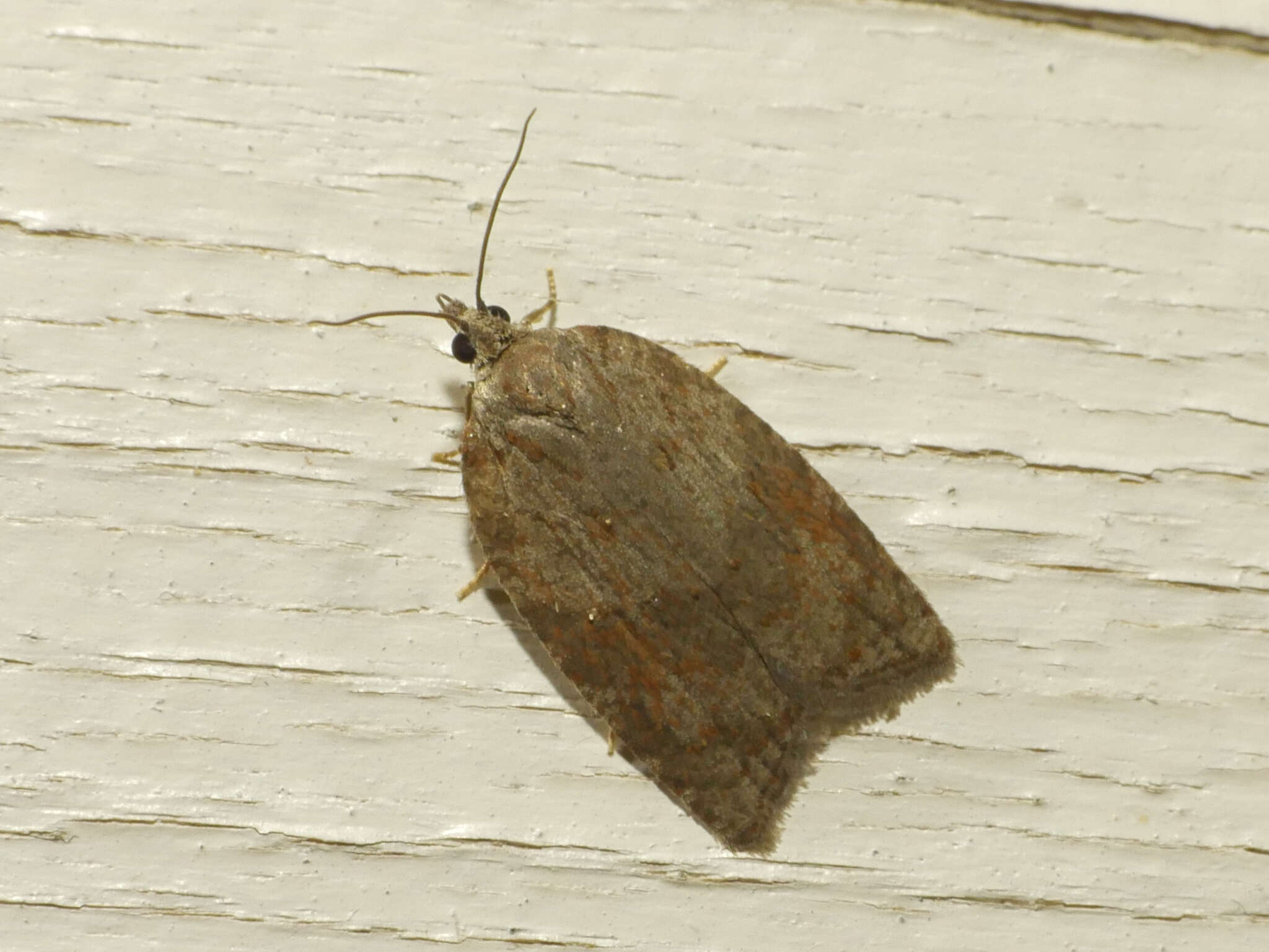 صورة Acleris sparsana Denis & Schiffermüller 1776