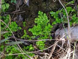 Image of Eaton's spikemoss