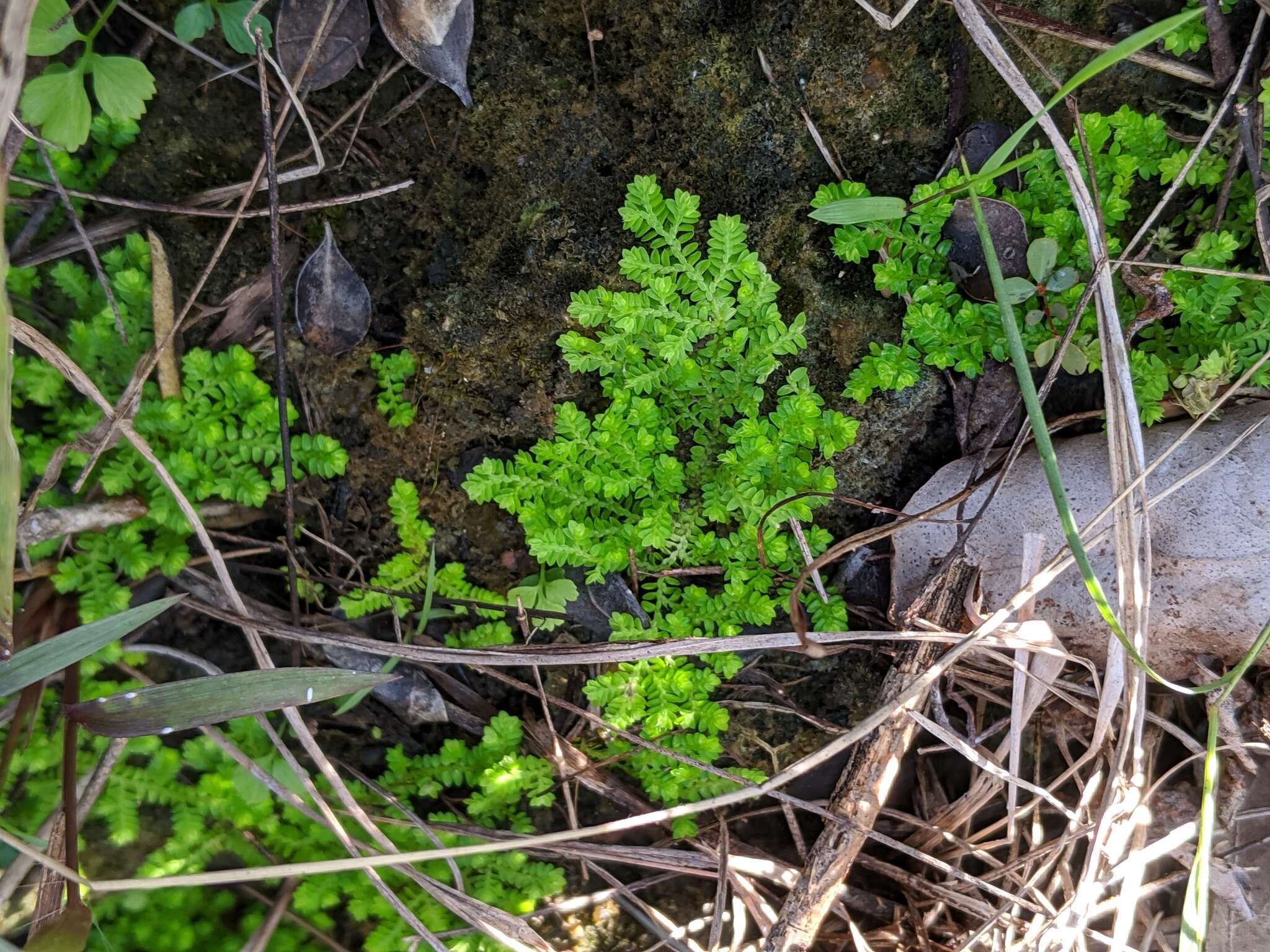 Image of Eaton's spikemoss