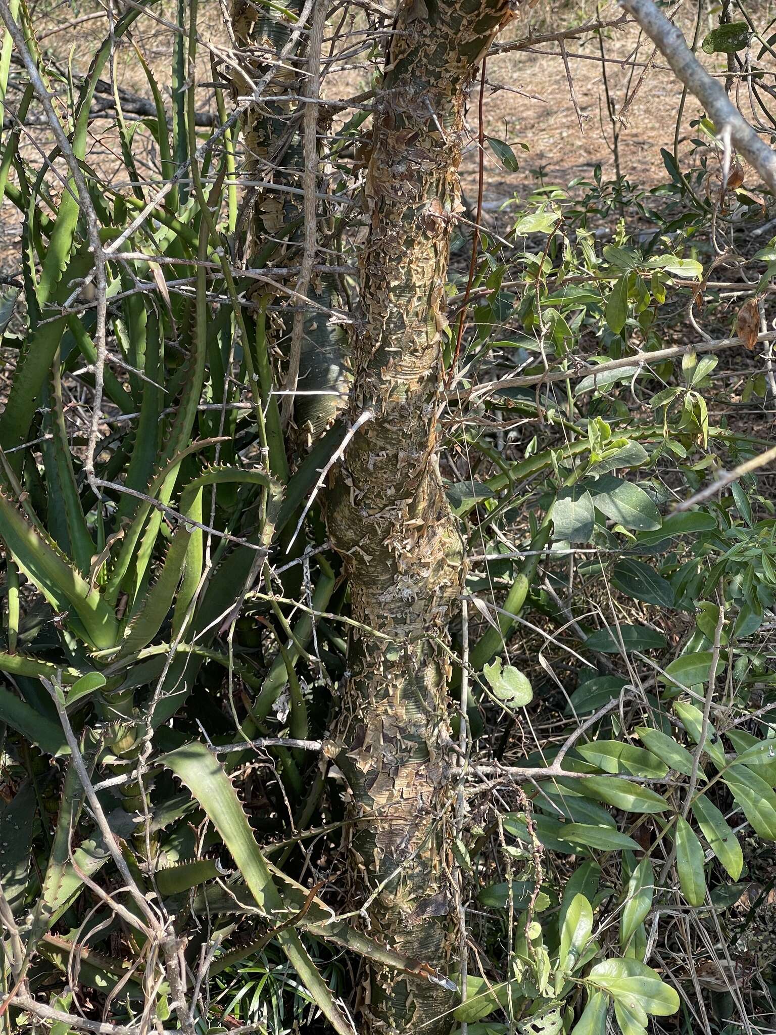 Image of Aloe rupestris Baker