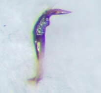 Image of Saldula palustris (Douglas 1874)