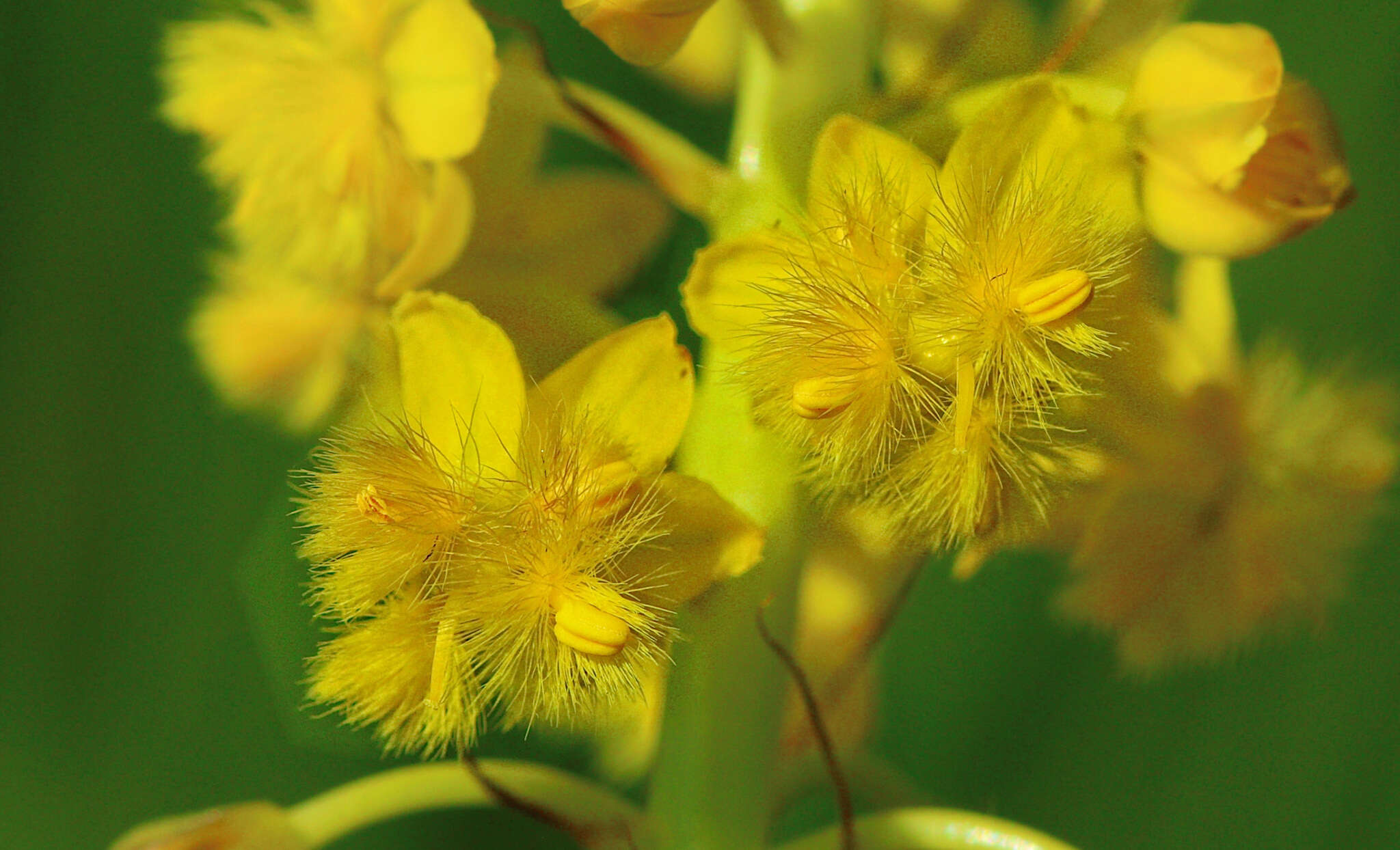 Image of Bulbine angustifolia Poelln.