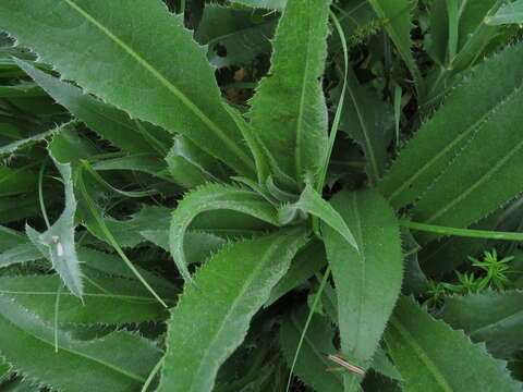 Image of Queen Anne's thistle