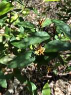 Image of Persoonia laurina subsp. laurina