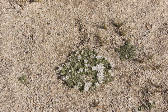 Imagem de Phlox diffusa Benth.