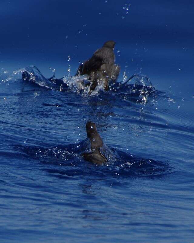 Image of Craveri's Murrelet