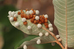 Image of Lopesia parimarii Tavares 1908