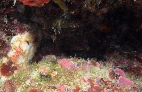 Image of Kolombatovic's Goby