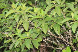 Image of Henriettea patrisiana DC.