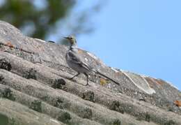 Image of Pied Wagtail and White Wagtail