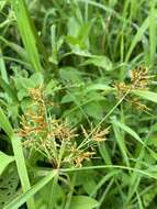 صورة Cyperus manimae Kunth