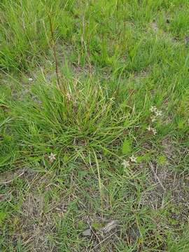 Image of Asclepias gibba var. gibba