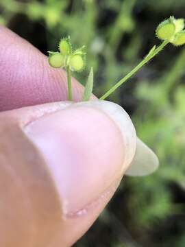 Image of delicate buttercup