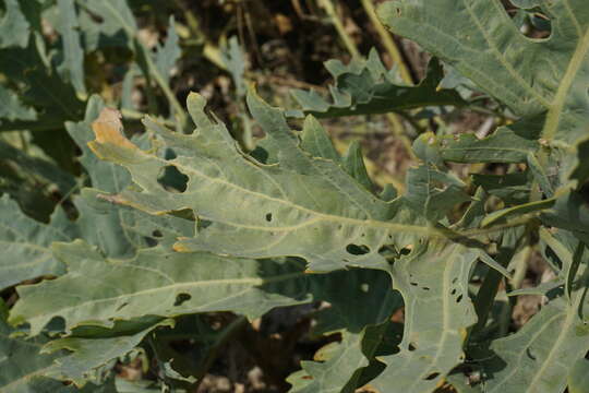 Image of Crambe tataria Sebeók