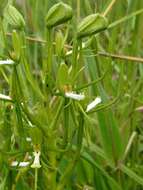 Image of Habenaria clavata (Lindl.) Rchb. fil.