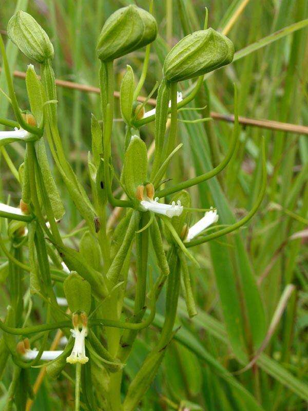 Habenaria clavata (Lindl.) Rchb. fil. resmi