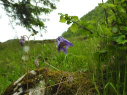 Слика од Aquilegia nigricans Baumg.