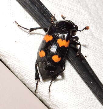 Nicrophorus (Nicrophorus) orbicollis (Say 1825) resmi