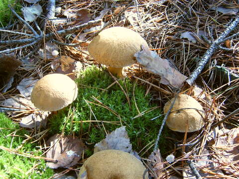 Imagem de Suillus variegatus (Sw.) Richon & Roze 1888