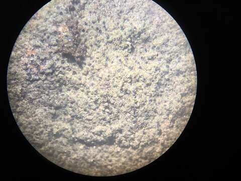 Image of Calkins' wart lichen