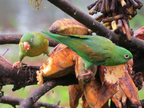 Image of Orange-chinned Parakeet