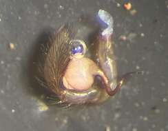 Image of Orthonops icenoglei Platnick 1995