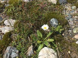 Image of Leucanthemopsis