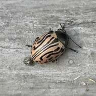 Image of Calligrapha (Calligrapha) dislocata (Rogers 1856)